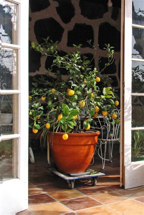 Potted lemon trees: care, pruning and re-potting container lemons