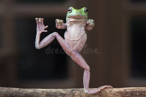 Frog dance video download - operfaloha