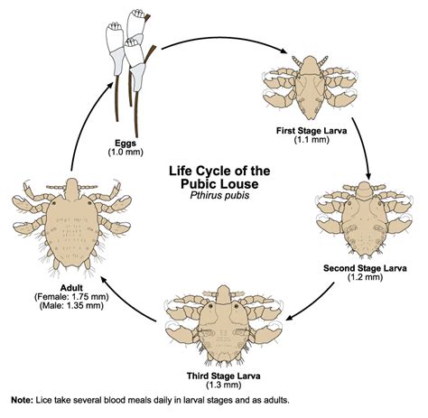 Lice | Public Health and Medical Entomology | Purdue | Biology ...