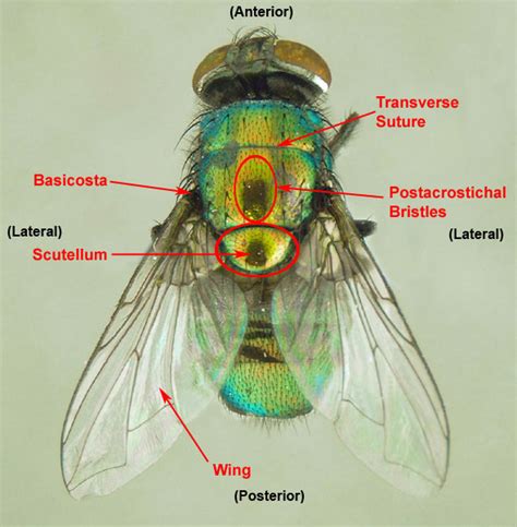 Fly Anatomy