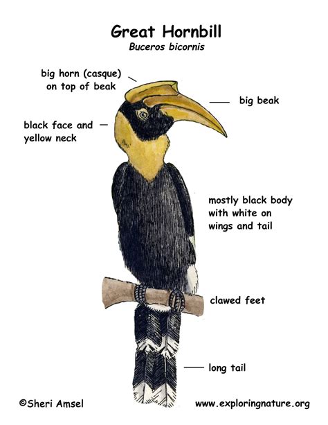 Hornbill (Great)