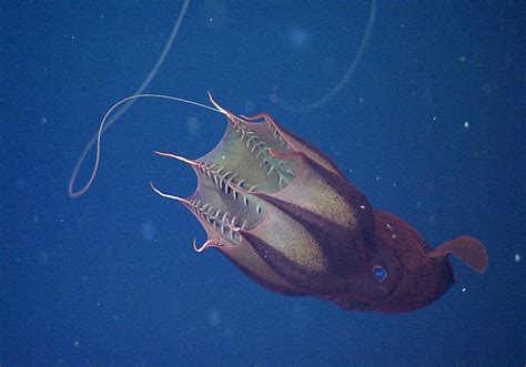 Bioluminescent Vampire Squid