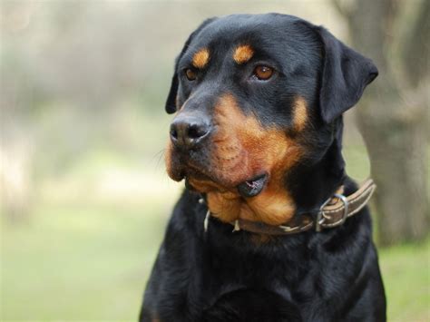 Rottweiler Dog Breed Information, Images, Characteristics, Health