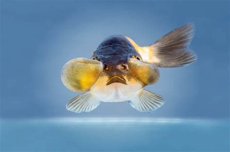 Bubble Eye Goldfish Care: All You Need to Know - Fish Tank Master