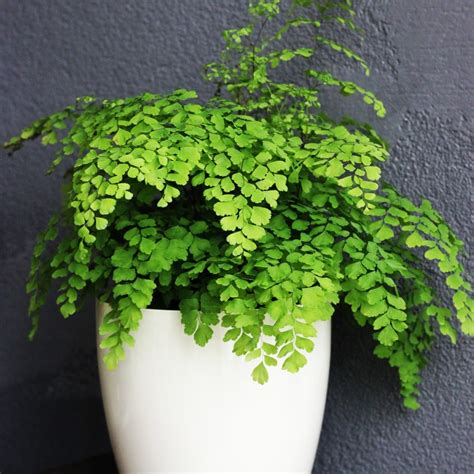 Maidenhair Fern | Maiden Fern | Maidenhair Fern In Pot