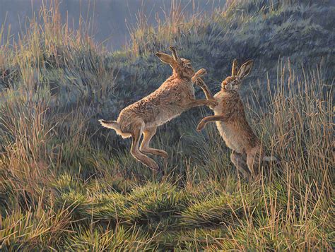 "Air Time" Boxing Hares Brown Hares Picture by Martin Ridley – Aquila Art