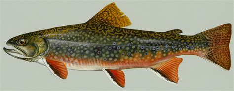 Brook Trout Drawing at GetDrawings | Free download