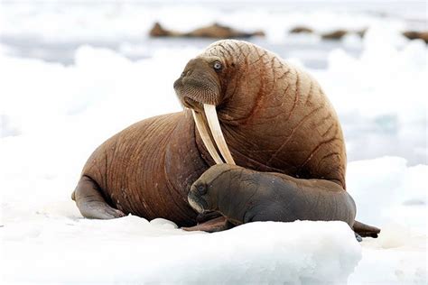 Walrus - Animal Facts for Kids - Characteristics & Pictures