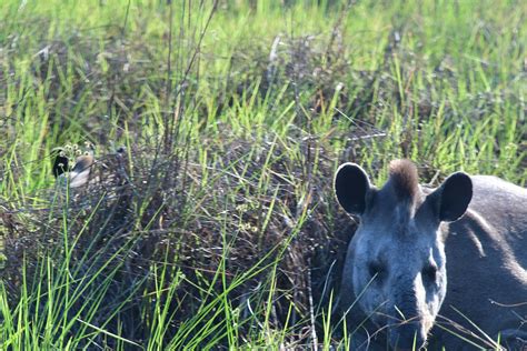 Tapir Conservation - LTCI