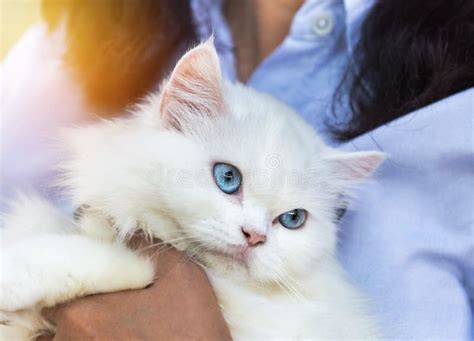 Close Up White Persian Cat Looking with Blue Eyes Stock Photo - Image ...