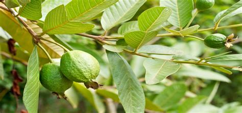 Top 10 Health Benefits of Guava Leaves and Fruits – Wealth Result