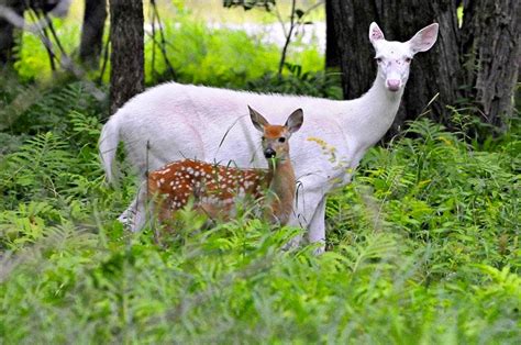 Spades & Hearts: 25 Albino Animals