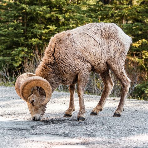 Wildlife of Banff National Park