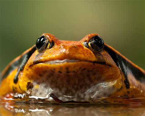 Wallpaper Frog front view, water 3840x2160 UHD 4K Picture, Image