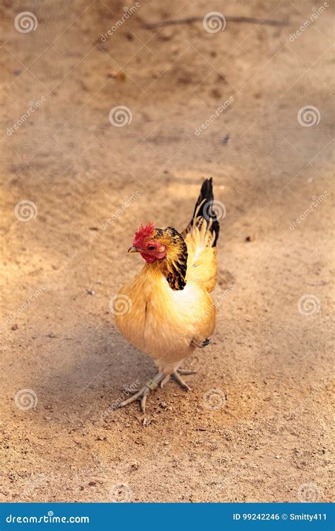 Sicilian Buttercup Chicken stock photo. Image of beak - 99242246