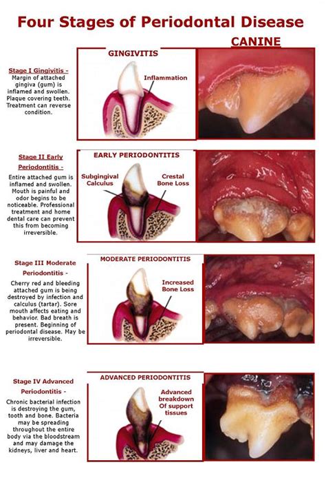 Does My Dog Have Gum Disease