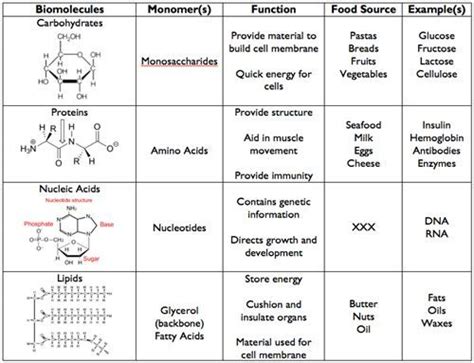 Science Starters Biomolecules Worksheet