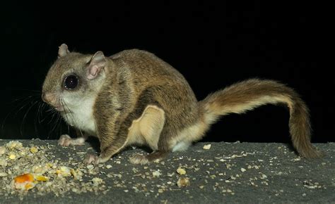 The Northern Flying Squirrel (Glaucomys sabrinus) is a species of ...