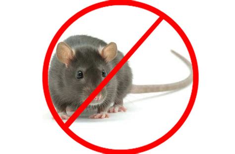 Best way of How to control Rodents in the home and garden - Basic ...