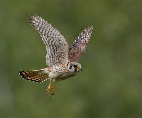 Kestrel Nests | paulrossibirds