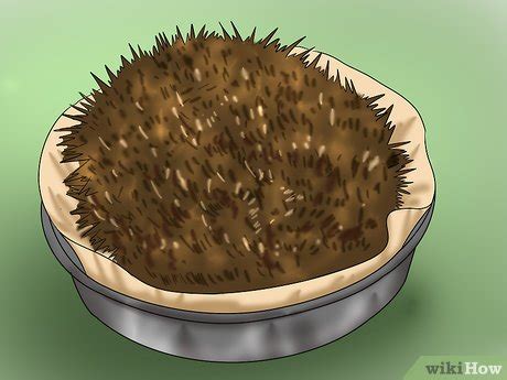 5 Ways to Care for a Baby Hedgehog - wikiHow