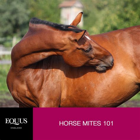 Horse Mites 101 – EQUUS