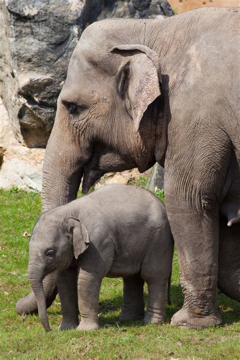 Baby Elephant And Mother Free Stock Photo - Public Domain Pictures