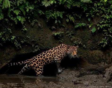 Amazonian Jaguar