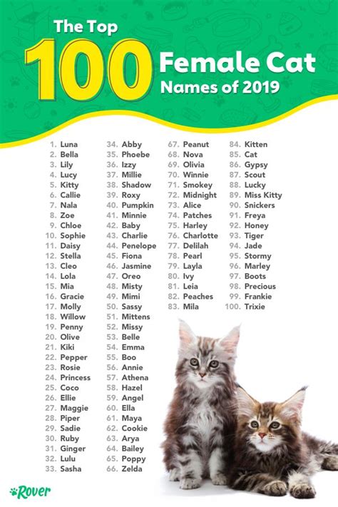 The Most Popular Cat Names in the USA | Unique cat names, Girl cat ...