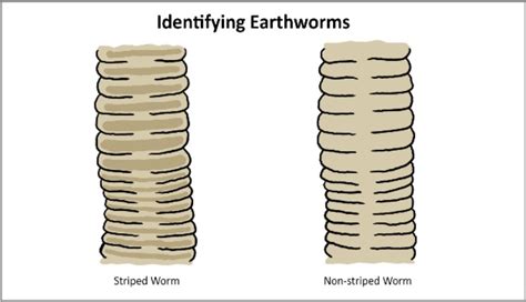 identifying earthworms - WormWatch