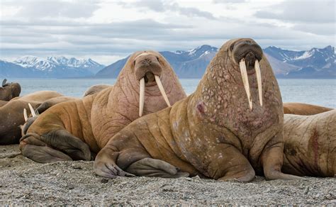 16 Walrus Facts for Kids that Will Surprise You – Facts For Kids