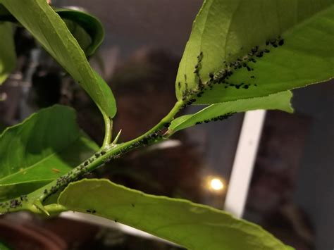 What are these gray bugs on my Meyer lemon tree? | Meyer lemon tree ...