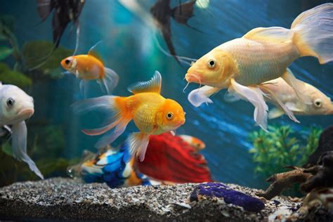 15 𝐅𝐞𝐧𝐠 𝐒𝐡𝐮𝐢 𝐅𝐢𝐬𝐡 To Keep In An Aquarium - Feng Shui Tips & Images