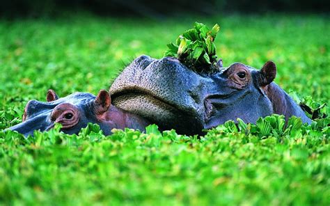 🔥 Download Hippopotamus HD Desktop Wallpaper 7wallpaper by ...