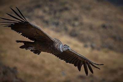 Andean Condor Facts for Kids - Andean Condor Fun Facts • Kids Animals Facts