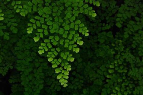 Maidenhair Fern | LoveToKnow