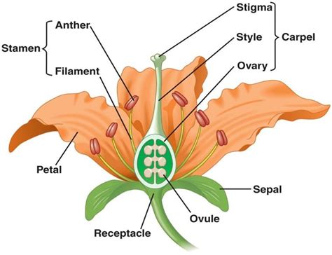 Male And Female Flower Parts Diagram - Hybrid vs. Open Pollinated vs ...