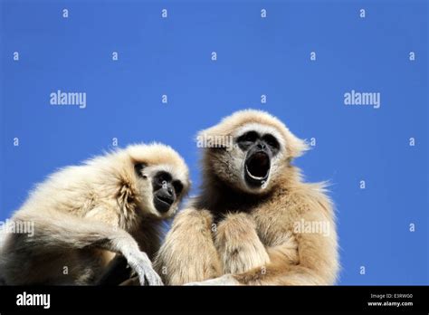 Gibbons Stock Photo - Alamy