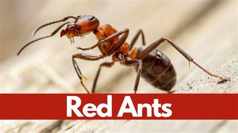 10 Fascinating Facts About Red Ants