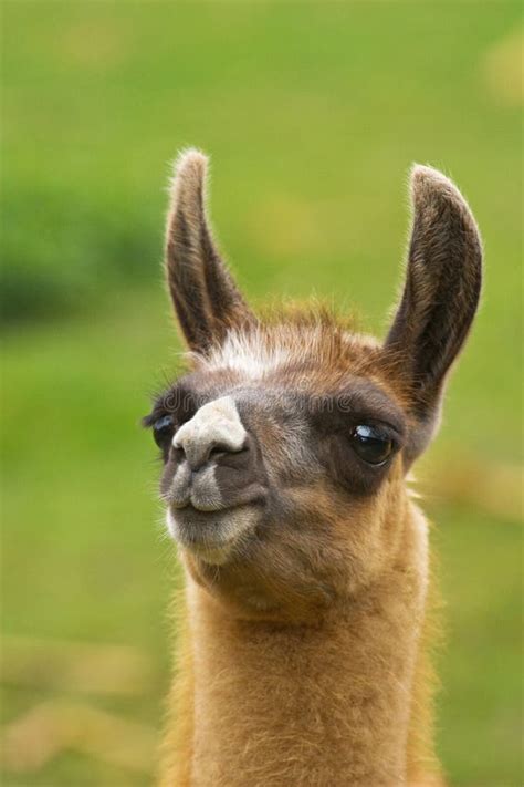 Funny lama stock photo. Image of funny, animal, domestic - 7741372