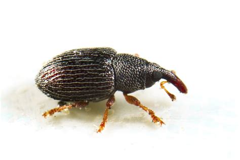 rice weevil control and treatments for the home and kitchen