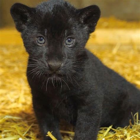 Rare Newborn Black Jaguar Cub Brings Hope to the “Near Threatened ...