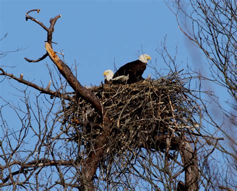 Eagle Nest Size - Viewing Gallery