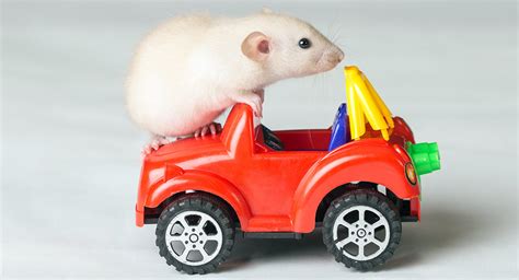 Rat Toys - The Best Toys For Energetic Fancy Rats