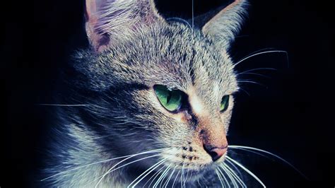 Cat Eyes - High Definition Wallpapers - HD wallpapers