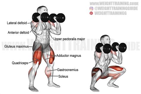 Dumbbell front squat exercise instructions and video | weighttraining.guide