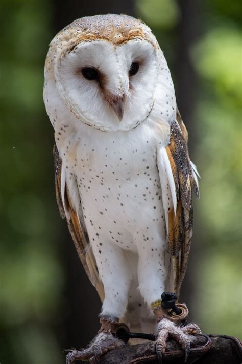 The Beautiful Barn Owl, One of the World's Most Common Birds