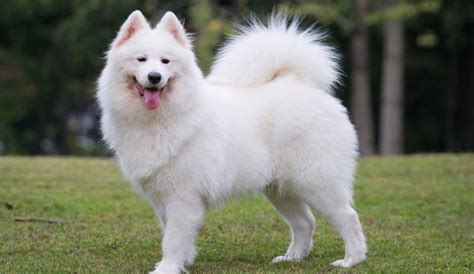 Samoyed Dog Breed Information, Images, Characteristics, Health