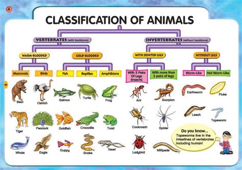 Five kingdom classification and features - Overall Science