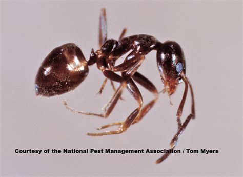 Ant Control 101: Identify Types of Ants In Houses